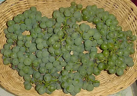 niagara grape: a large, juicy, sweet-smelling, green North American grape which has a pleasant, foxy flavour; a...