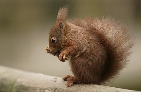 nibble: to take a small, quick bite, or several of such bites, of (something)