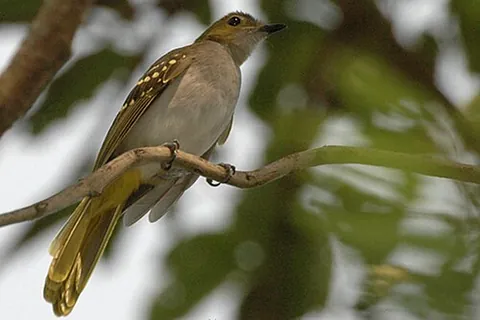 nicator: any of several passerine birds in the genus Nicator