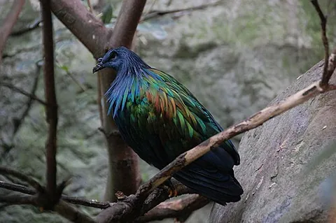 nicobar pigeon: a bird of species Caloenas nicobarica, found on small islands and in coastal regions from the...