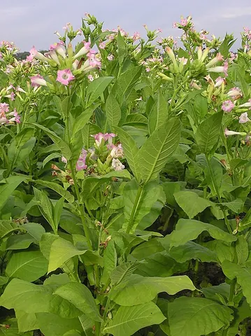 nicotiana: any ornamental plant of the genus Nicotiana