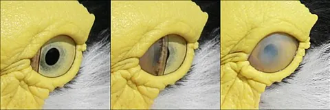 nictitating membrane: a transparent protective fold of skin acting as an inner eyelid in birds, reptiles and some mammals