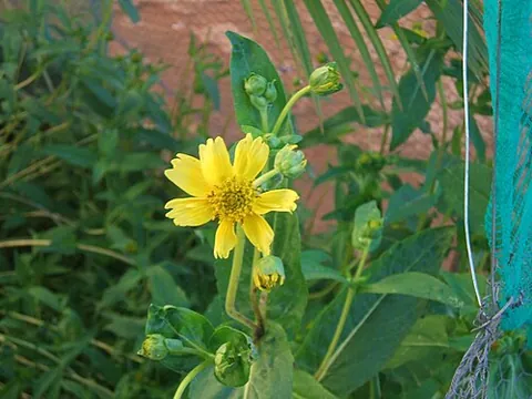 niger: an Ethiopian herb (Guizotia abyssinica), grown for its seed and edible oil