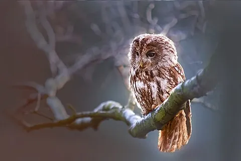 night bird: a bird that is active in the night; a nocturnal bird
