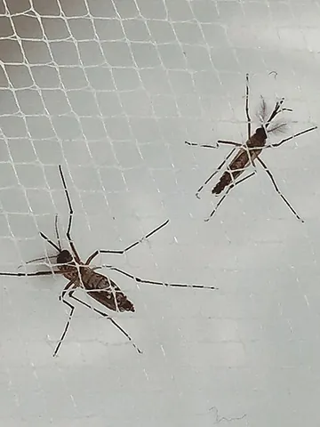 night-biter: an animal, especially an insect such as a mosquito, that bites during the night