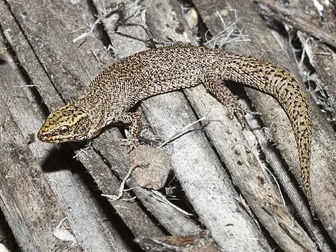 night lizard: any of the family Xantusiidae of very small, viviparous lizards