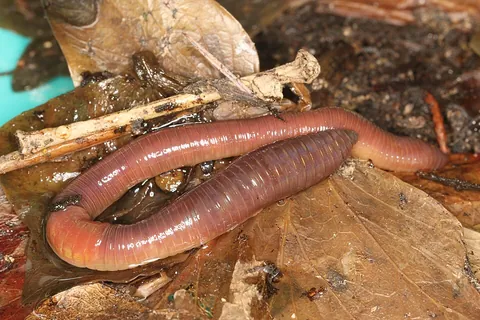 nightcrawler: an earthworm of the species Lumbricus terrestris, known for its large size and nocturnal surfacings