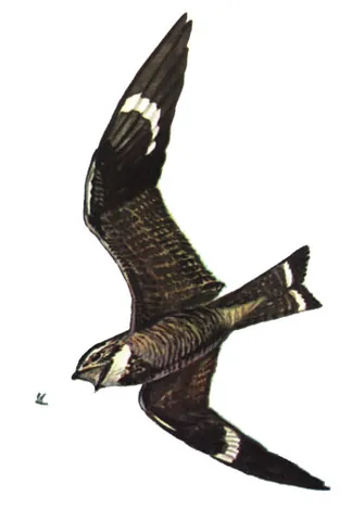 nighthawk: a nightjar, especially Caprimulgus europaeus (Eurasian nightjar)