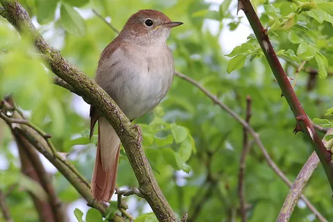 nightingale: a Eurasian and African songbird, Luscinia megarhynchos, family Muscicapidae, famed for its...