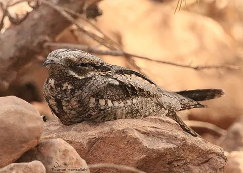 nightjar: any of various medium-sized nocturnal birds, of the family Caprimulgidae from the order...