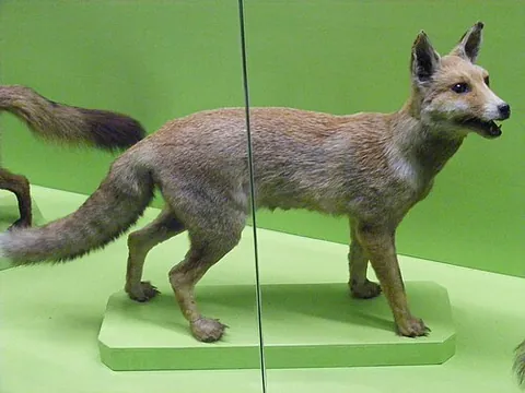 nile fox: a subspecies of red fox found in Egypt; Vulpes vulpes niloticus