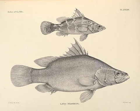 nile perch: lates niloticus, a species of freshwater fish in family Latidae of order Perciformes