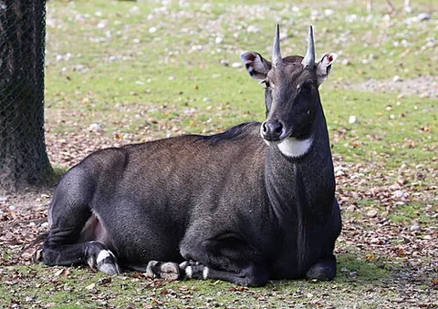 nilgai: a large antelope, of species Boselaphus tragocamelus, of India; blue bull