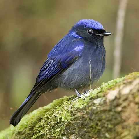 niltava: any of the birds in the genus Niltava, found in the China, Southeast Asia and South Asia