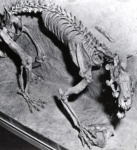 nimravid: any of the large extinct feliforms of the family Nimravidae, of the Middle to Late Miocene (40—7...
