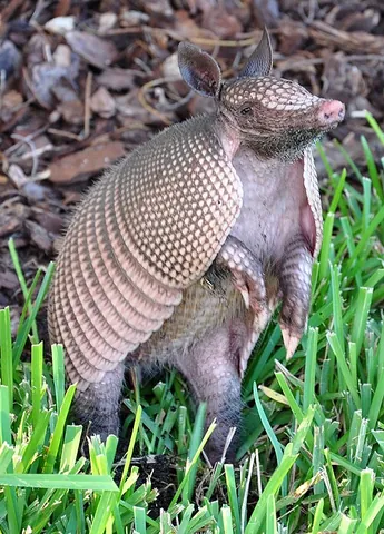 nine-banded armadillo: a species of armadillo, Dasypus novemcinctus, ranging from much of the southern US to warmer South...