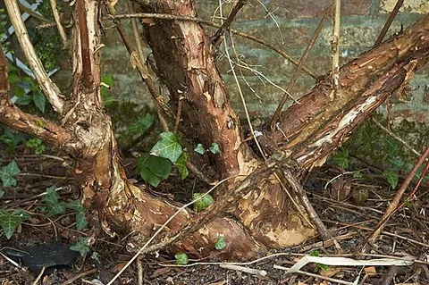 ninebark: any flowering plant of the genus Physocarpus