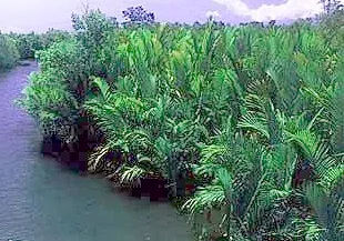 nipa palm: a nipa, mangrove palm (Nypa fruticans), native from eastern India to the Philippines, Queensland,...