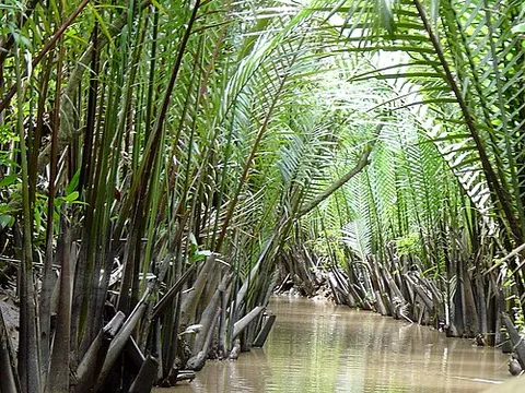 nipa: a palm tree of the species Nypa fruticans