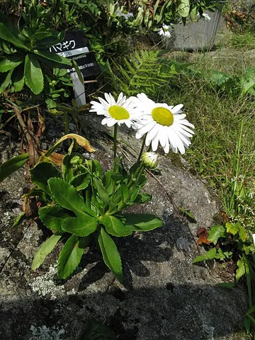nippon daisy: a flowering plant of species Nipponanthemum nipponicum, native to coastal Japan and cultivated as...