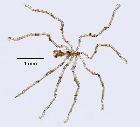 nobody crab: a sea spider