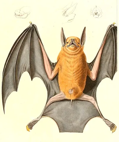 noctilionid: a South American bat of the genus Noctilio, with cheek pouches and large incisor teeth; a bulldog...