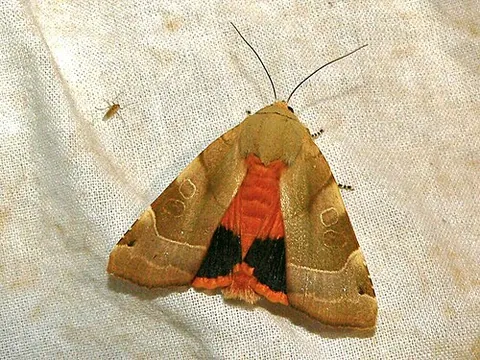 noctuid: any moth in the species-rich family Noctuidae or the superfamily Noctuoidea