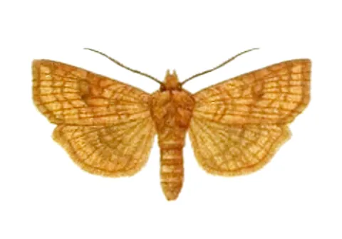 noctuine: any moth in the subfamily Noctuinae