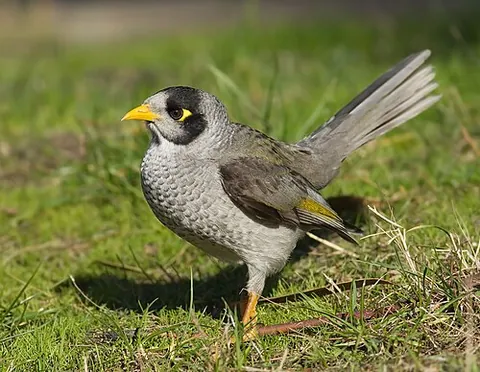 noisy miner: a grey honeyeater (Manorina melanocephala), that has a large range of songs, calls, and alarms, is...