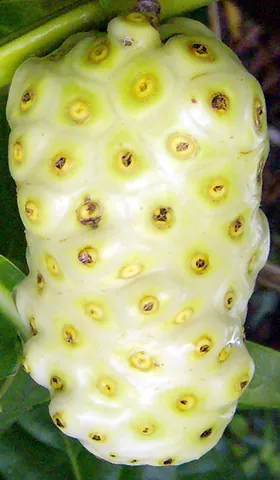 noni: the Polynesian fruit tree Morinda citrifolia