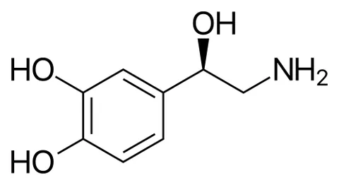norepinephrine: a neurotransmitter found in the locus coeruleus which is synthesized from dopamine
