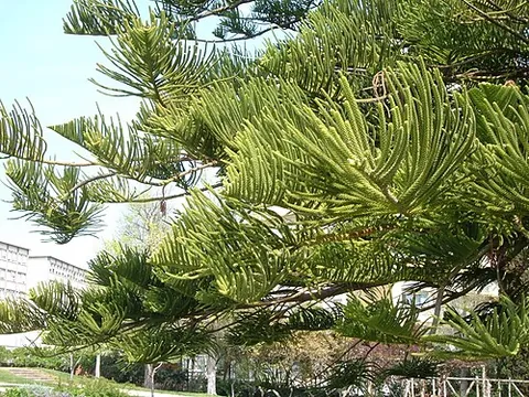 norfolk island pine: araucaria heterophylla (synonym Araucaria excelsa), a conifer endemic to Norfolk Island, but grown...
