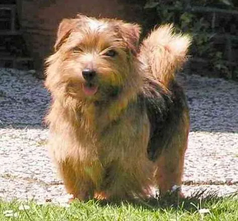 norfolk terrier: a small, wire-haired British breed of dog
