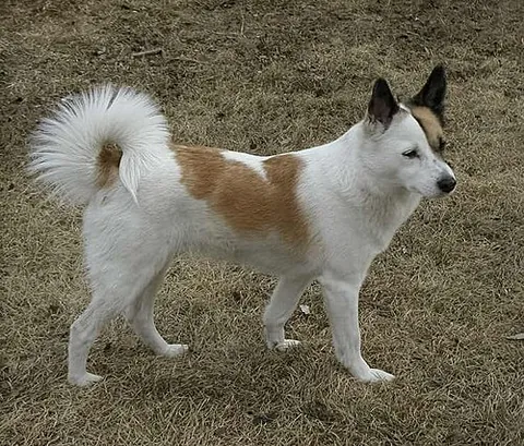 norrbottenspets: a small to medium-sized breed with typical spitz-like features, traditionally kept as a hunting dog...