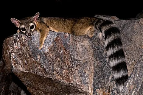 north american ringtail: a small carnivorous mammal with a distinctive black-and-white ringed tail, native to the...
