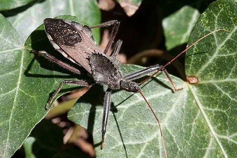 north american wheel bug: any of a species of wheel bug (Arilus cristatus), commonly found across North America and more...