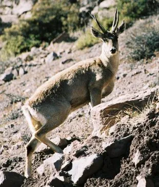 north andean deer: a species of deer, Hippocamelus antisensis, found in the central Andean Mountains