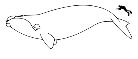 north atlantic right whale: any member of the species Eubalaena glacialis of baleen whales