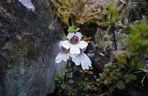 north island eyebright: euphrasia cuneata, a species of New Zealand broomrape plant