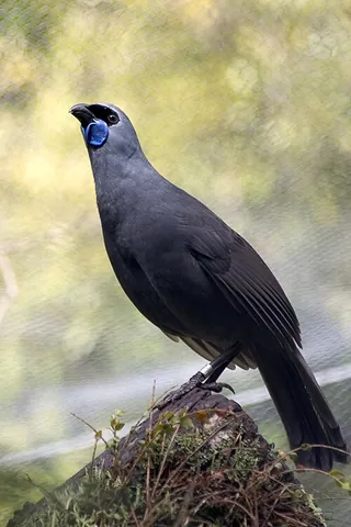 north island kokako: callaeas wilsoni, an endangered forest bird endemic to the North Island of New Zealand