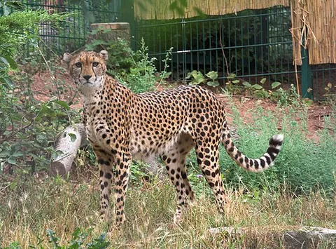 northeast african cheetah: acinonyx jubatus soemmeringii, a subspecies of cheetah occurring in Northeast Africa