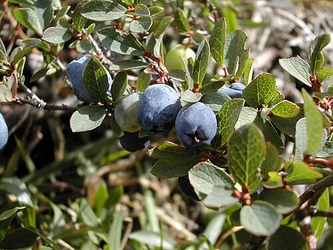 northern bilberry: a bog bilberry (shrub and berry)