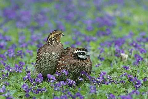 northern bobwhite: a bird of the species Colinus virginianus, native to eastern North America