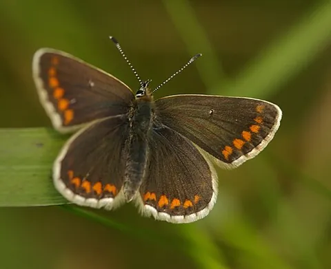 northern brown argus: aricia artaxerxes, a species of brown butterfly