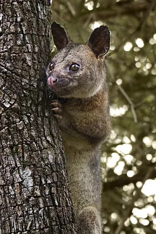 northern brushtail possum: a species of possum, Trichosurus arnhemensis, endemic to northern Australia; sometimes considered a...
