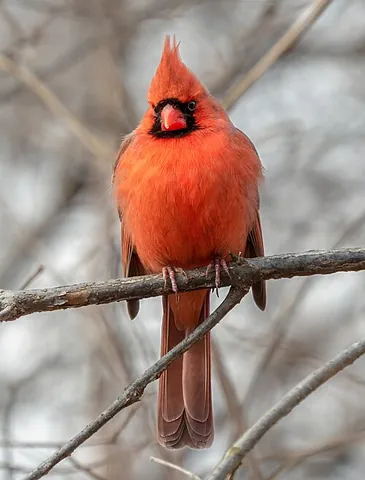 northern cardinal: a North American songbird, of species Cardinalis cardinalis, with a distinctive crest on the head...