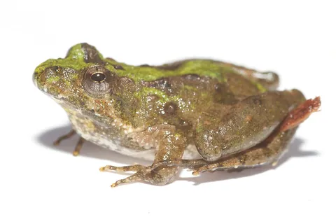 northern cricket frog: acris crepitans, a small frog of the hylid family, native to most of the eastern and central...