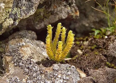 northern firmoss: a firmoss of species Huperzia selago of temperate and boreal environments in the Northern Hemisphere