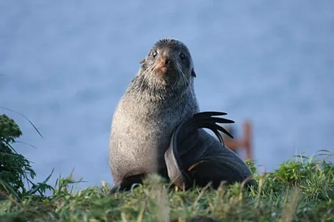 northern fur seal: a fur seal of the species Callorhinus ursinus (formerly Arctocephalus ursinus), of the northern...