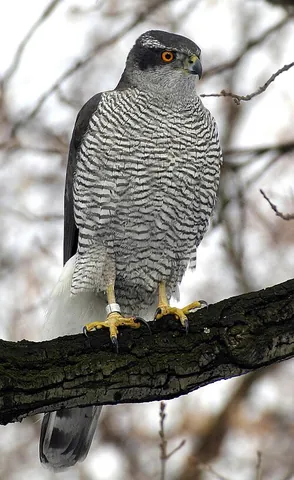 northern goshawk: astur gentilis, a bird of prey of the family Accipitridae
